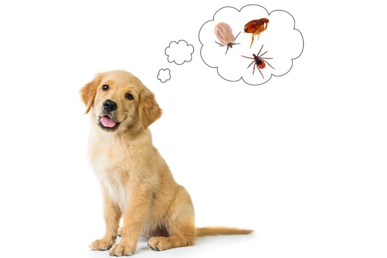 Fleas, Ticks, Lice, and Worms