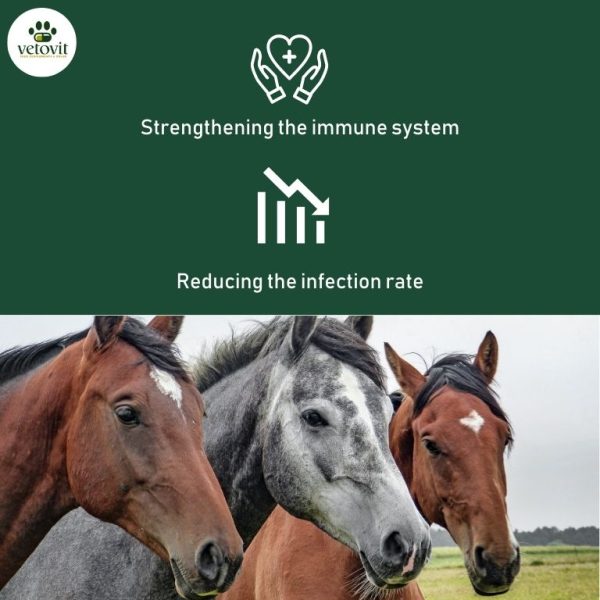 Horse Immune Booster - Image 3